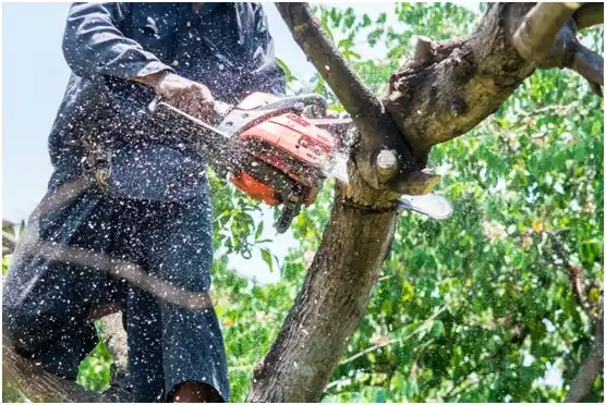 tree services Klickitat